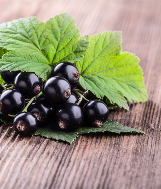 Cassis (Ribes nigrum)
