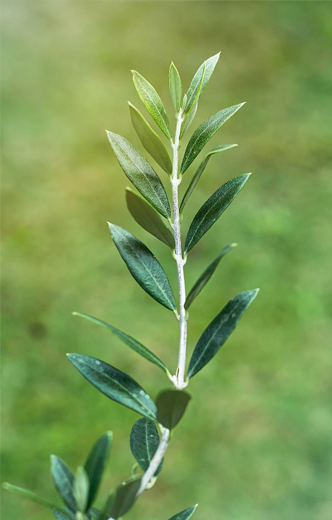 Feuille d'olivier