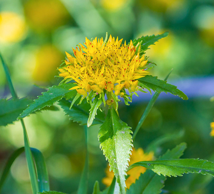Rhodiole (rhodiola rosea)